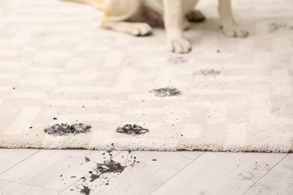 Schlammige Hundepfoten auf Teppich