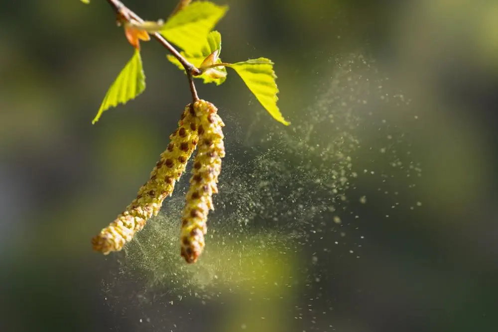 Birkenpollen